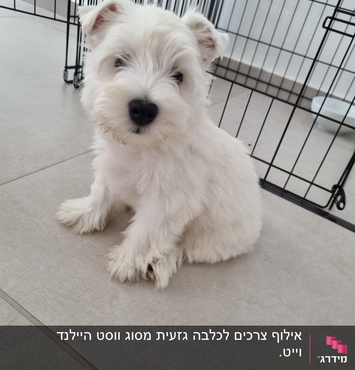 כלב קטן יושב ליד כלוב אילוף על רצפה